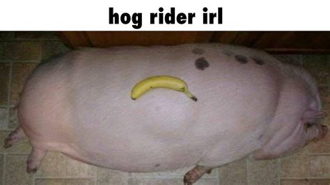 hog rider|hog rider real name.